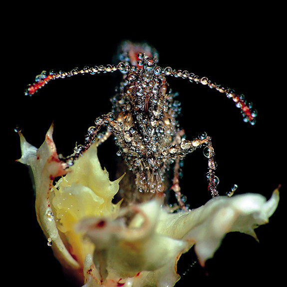 Gang Gang Dance: Eye Contact (2011)